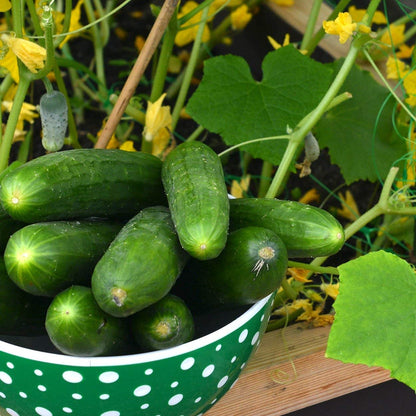 Organic Cucumber Seeds (Marketmore 76) - Approx 100 Seeds - USDA Organic, Non-GMO, Open Pollinated, Heirloom, USA Origin