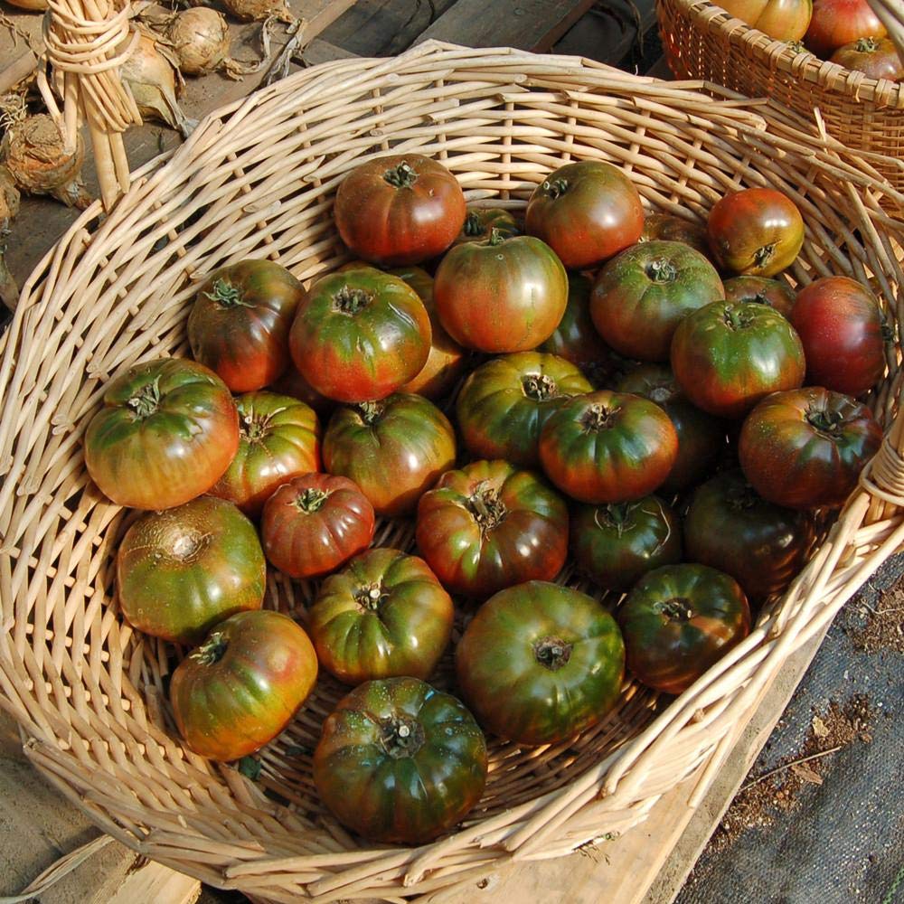 Gaea's Blessing Seeds - Tomato Seeds - Cherokee Purple Slicing Tomato - Non-GMO Seeds with Easy to Follow Planting Instructions - Open-Pollinated 96% Germination Rate