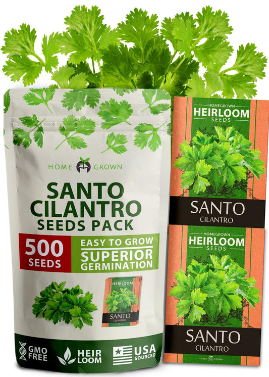 HOME GROWN (Fast Growing Variety) 500+ Cilantro Seeds for Planting Indoors or Outdoors - Non-GMO, Heirloom Herbs, Coriander Plant Seeds - Santo Cilantro Herb Seeds for Your Indoor Herb Garden