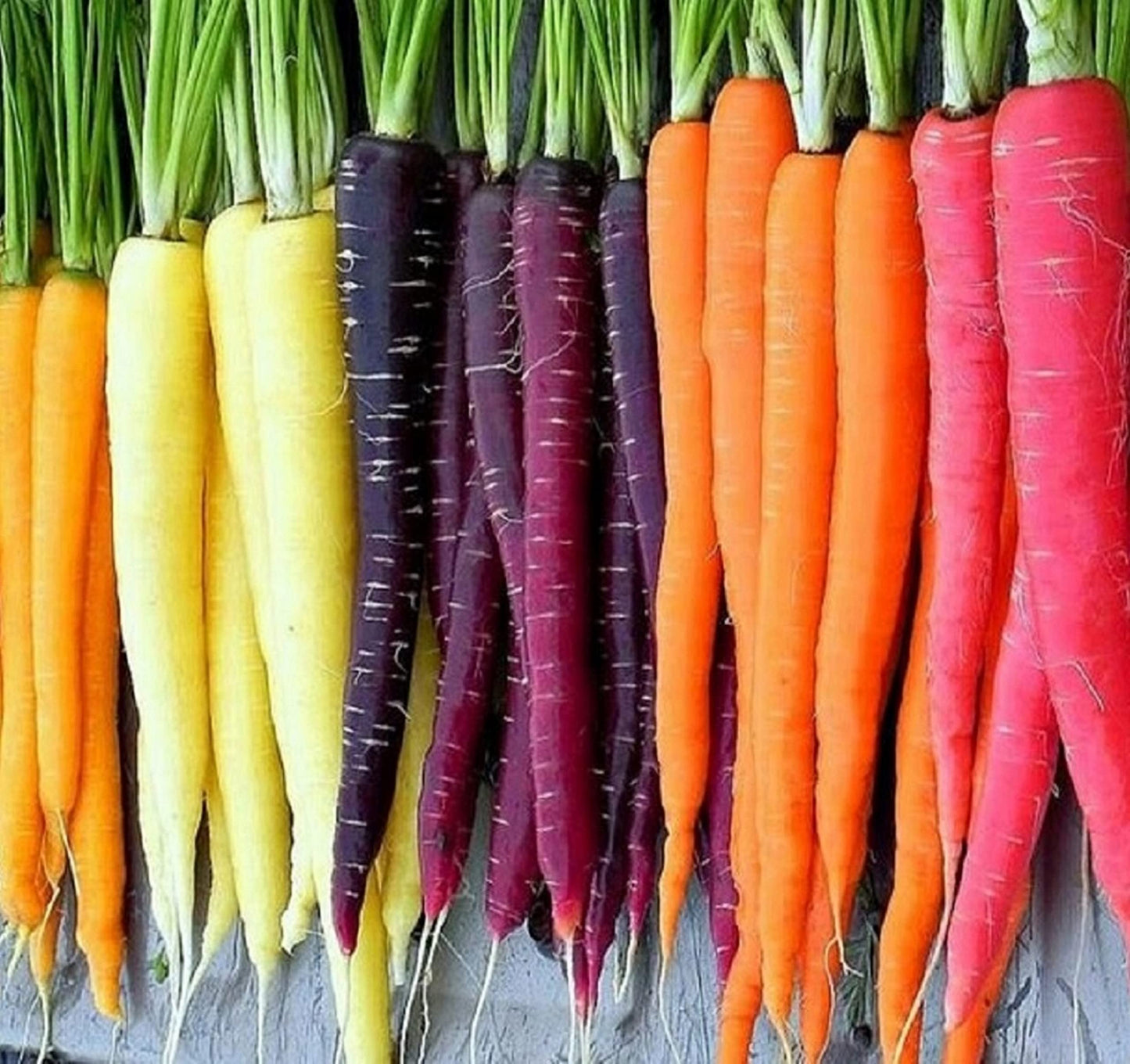 Rainbow Carrot Seeds for Planting Heirloom Packets 750 Seeds – Plant & Grow Rainbow Carrots in Home Outdoor Garden, Great Gardening Gift – 1 Packet