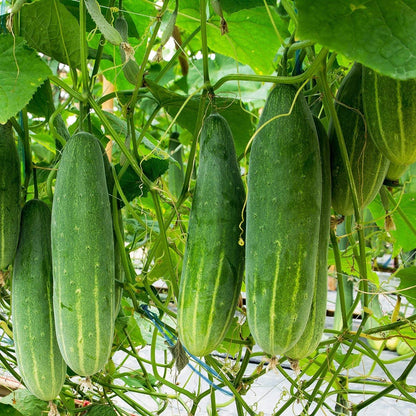 Organic Cucumber Seeds (Marketmore 76) - Approx 100 Seeds - USDA Organic, Non-GMO, Open Pollinated, Heirloom, USA Origin