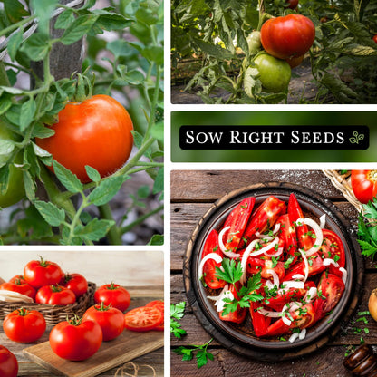 Sow Right Seeds - Beefsteak Tomato Seeds for Planting - Non-GMO Heirloom Packet with Instructions to Plant a Home Vegetable Garden - Indeterminate, Super Large and Bright Red Fruits (1)