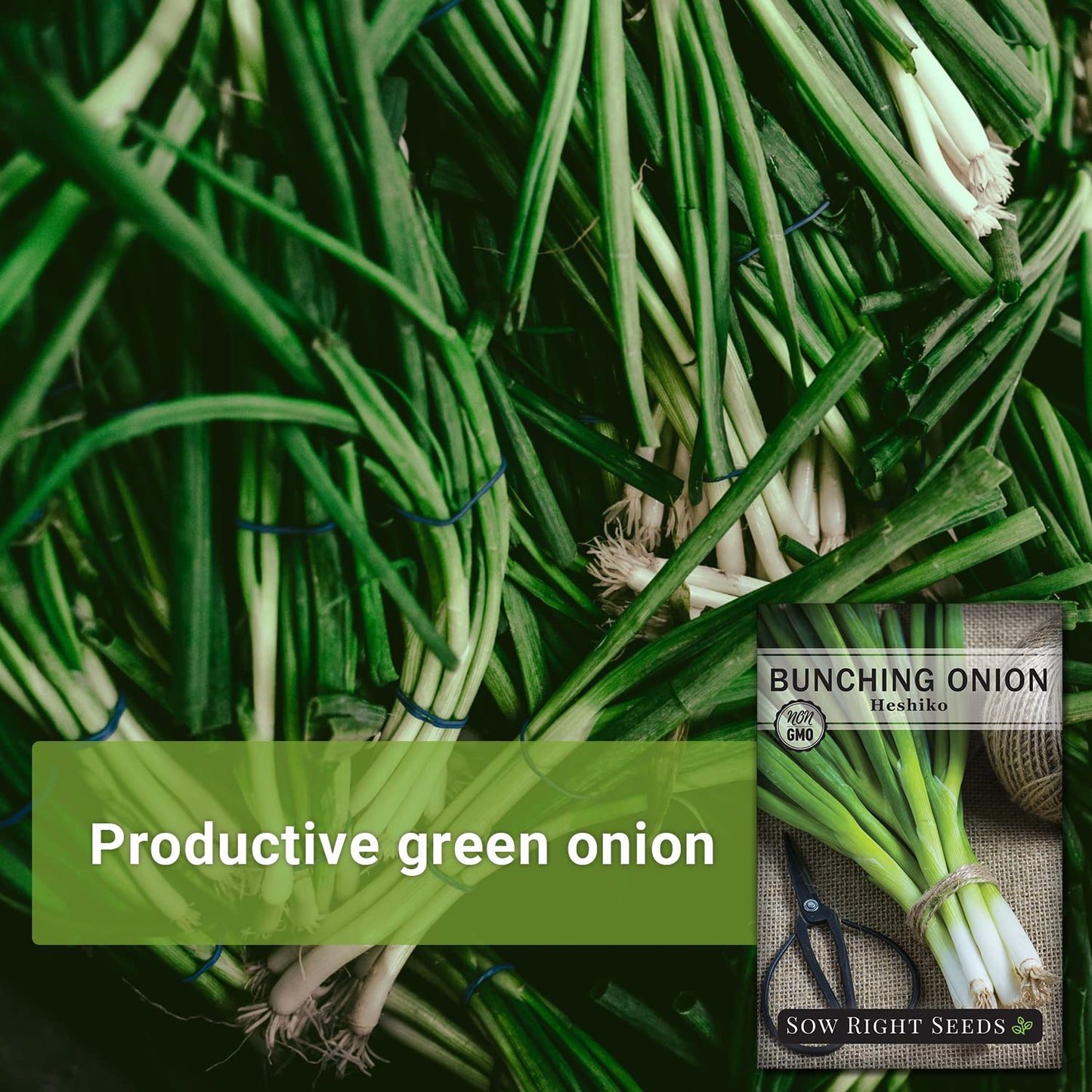 Sow Right Seeds - Heshiko Japanese Bunching Green Onion Seeds for Planting - Non-GMO Heirloom - Instructions to Plant and Grow a Kitchen Garden Indoors or Outdoors - Mild Onion Flavor for Cooking (1)